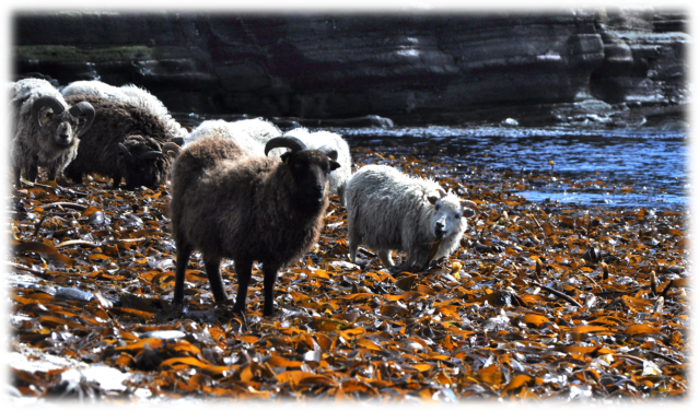Seaweed-eating sheep and crop fertilisation trials on the Orkney Islands,&nbsp;Scotland